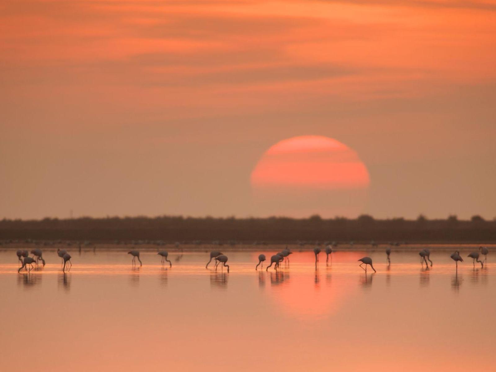 Вилла Mas De Melonet Delta Del Ebro L'Aldea Экстерьер фото